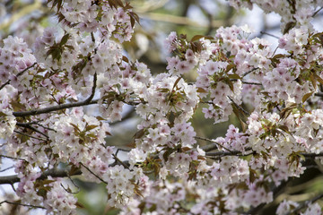 桜