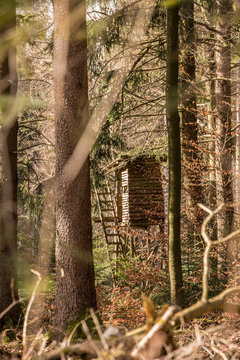 Raised hide in the middle of the forest