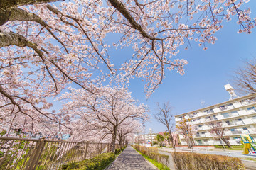 遊歩道と満開の桜