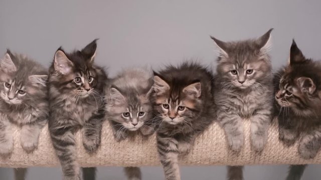 Maine Coon kittens 2 months old sitting on scratching post for cats. Studio footage of beautiful domestic kitty on gray background.