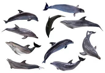 Photo sur Plexiglas Dauphin Dix dauphins gris isolated on white