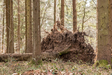 Big fallen trees in the middle of the forest