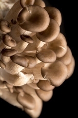oyster mushrooms isolated on a black background