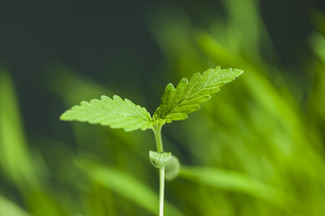 sprout hemp cannabis plant