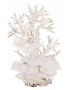 high dense white isolated coral