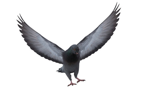 flying isolated dark dove with large wings