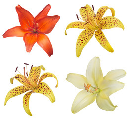 set of four lily flower blooms isolated on white