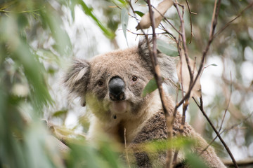 Fototapeta premium Koala on tree in Australia
