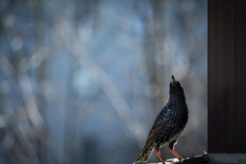 Common starling