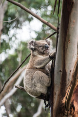 Koala on  tree in Australia