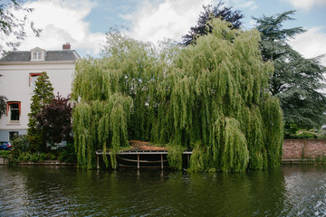 Large willow tree near the Lake © Mashanezemnush