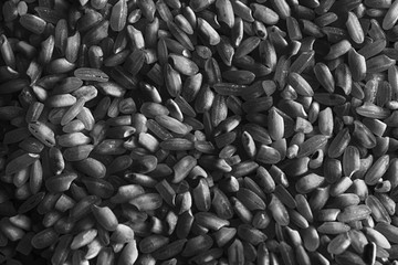 Monochrome rice organic texture, Asian uncooked short milled rice as background . The concept of proper nutrition and healthy lifestyle. Top view, close-up as background or texture