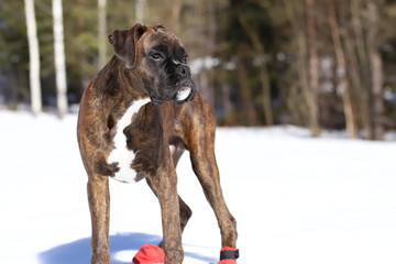 Boxer puppy