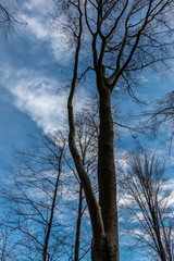 Trees and the blue sky in the middle of the forest