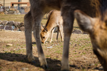 Cute baby deer framed between mother legs love concept.