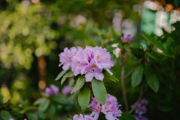Obraz premium Pink flowers on Bush