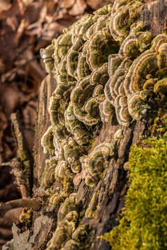 Mushrooms on a tree trunk in the middle of the forest