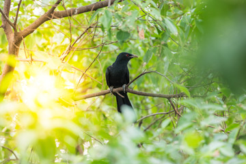 Bird (Asian koel) on tree in nature wild