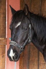 black and white horse portrait in a box