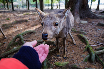 Hand touching a curious deer's nose with beautiful back-light background in Nara forest, Japan.