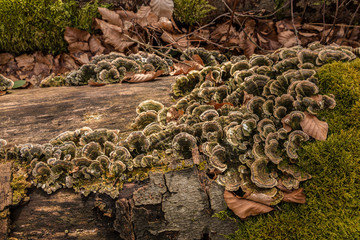 Mushrooms on a tree trunk in the middle of the forest