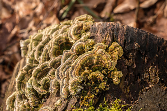 Mushrooms on a tree trunk in the middle of the forest