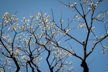 Beautiful white cherry blossom flowers and blue sky in Japan