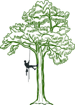 tree climber clipart