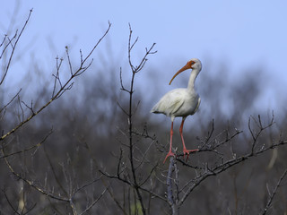 Obraz premium American White Ibis