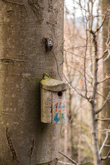 Little bird table on a big old tree