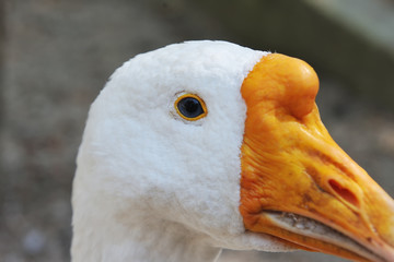 White goose close-up. Eye of a goose close up
