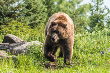 Fototapeta premium Bear Walking