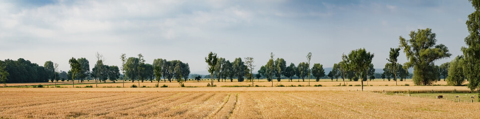 Fototapeta na wymiar Kulturlandschaft - Getreidefelder mit Baumreihen