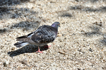 Gray pigeon walking on the ground in search of food