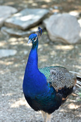 Fototapeta premium Portrait of a blue peafowl close-up at the zoo. peafowl with a tuft