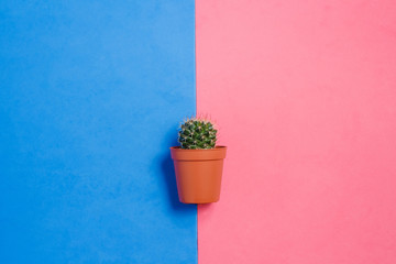 Green Cactus in Pot on Pink and Blue Pastel Color Background. Minimal Concept. Flat Lay. Top View.