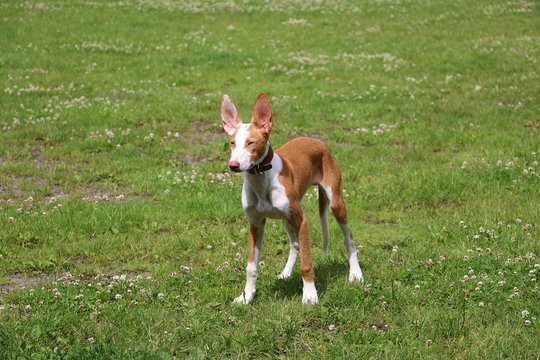 podenco is standing in the garden