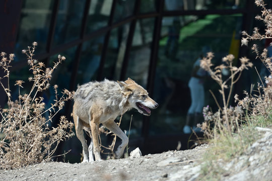 Gray wolf in the zoo. The wolf whose moult