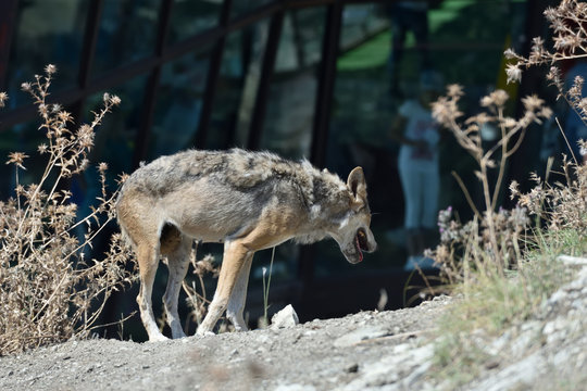 Gray wolf in the zoo. The wolf whose moult