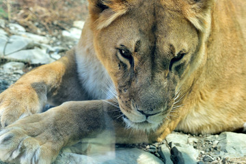 The lioness lies on the ground. Lioness lies in the zoo, shot through the glass fence