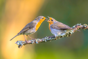 Parent Robin bird feeding juvenile