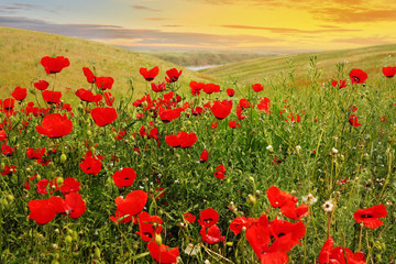 Obraz premium poppies in the steppe in the hills at sunset ......