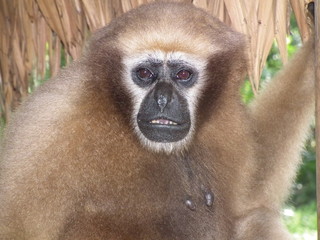 Hoolock Gibbon