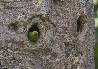 rose-ringed parakeet 