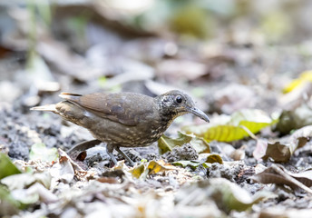 Dark-sided Thrush 