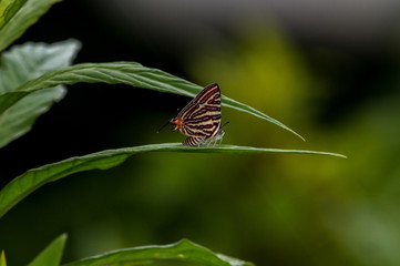 butterfly on leaf