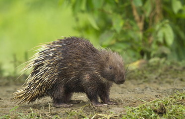 Indian Porcupine