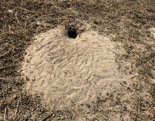 Blue Tailed Bee Eater Bird Nest