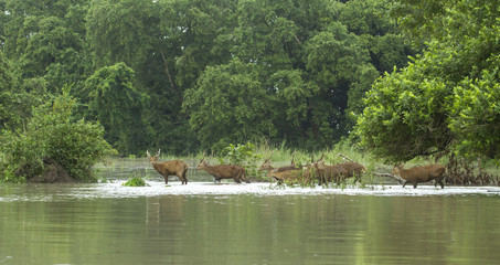 deers in water