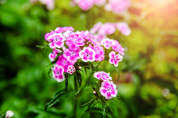 purple Phlox is growing in the country garden 